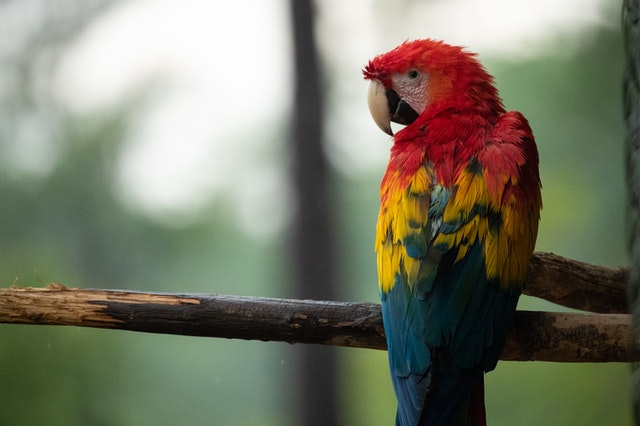 boli papagal Macaw
