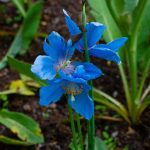 avantaje ingrășăminte foliare