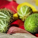 tipurii castraveții