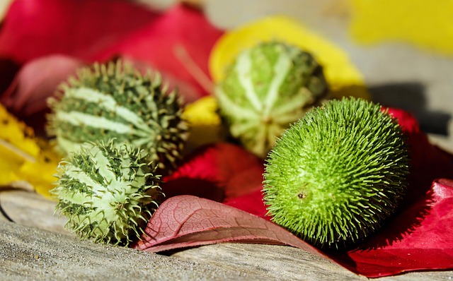 tipurii castraveții