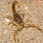 Fissilicreagris imperialis