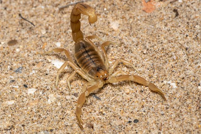 Fissilicreagris imperialis